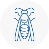 Gloucester Wasp Nest Removal